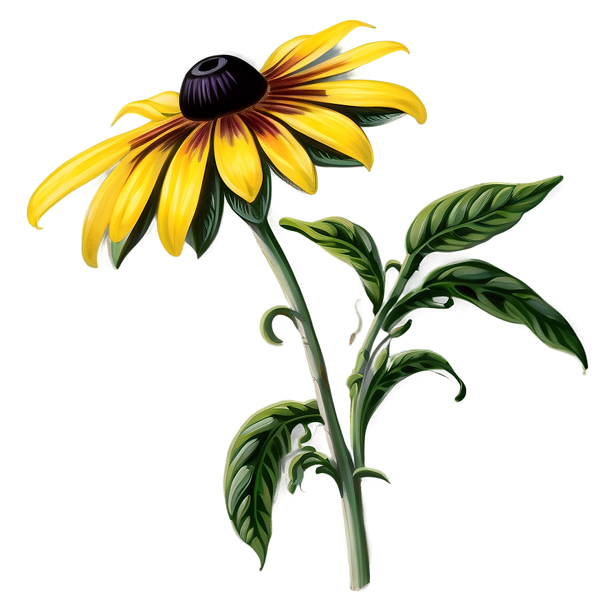 Black Eyed Susan Vintage Illustration Png 11