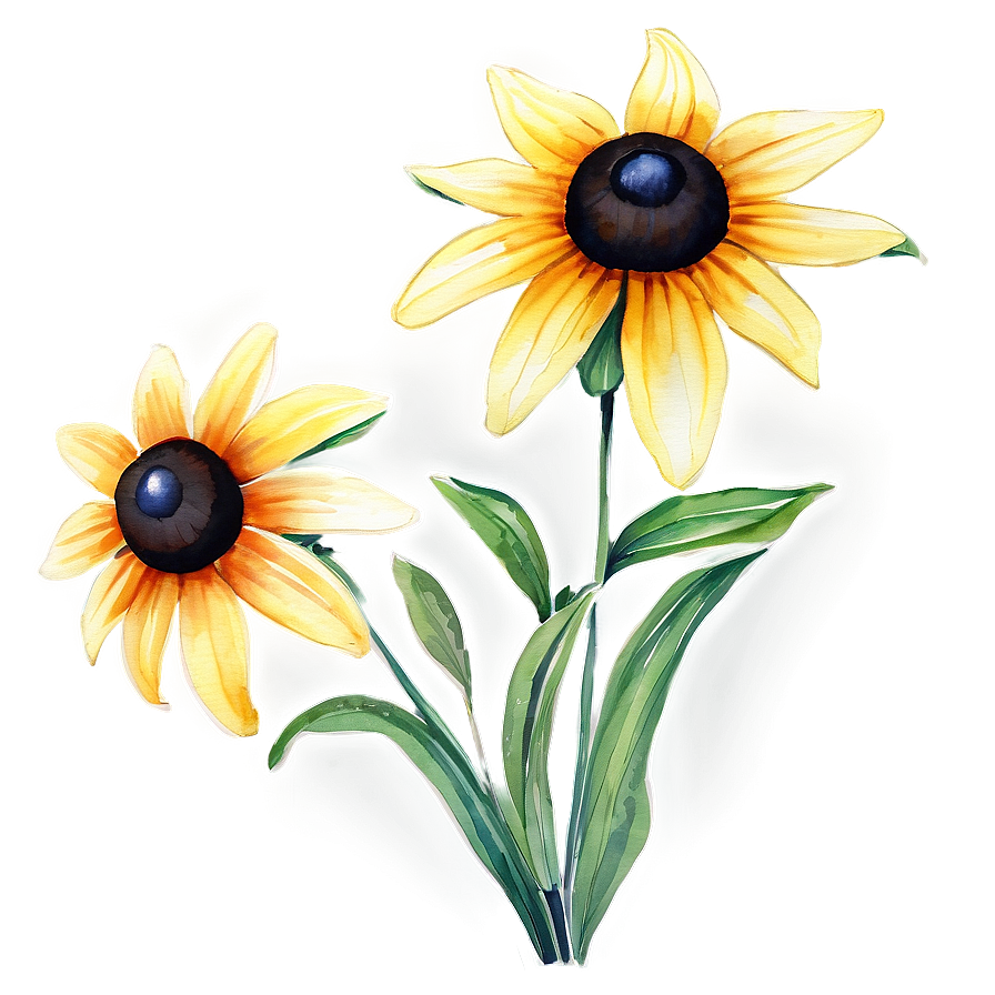 Black Eyed Susan Watercolor Art Png 06282024