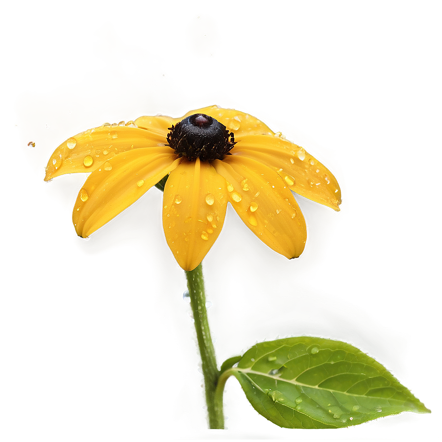 Black Eyed Susan With Dew Drops Png Ytp18