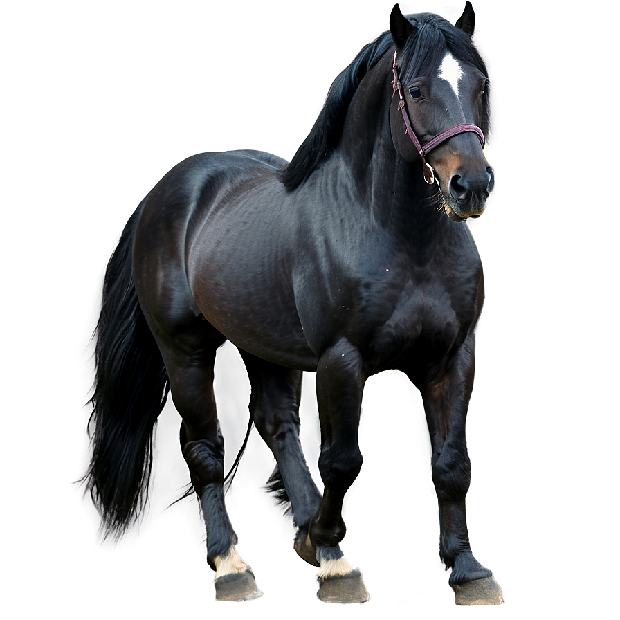 Black Friesian Horse Png Inc81