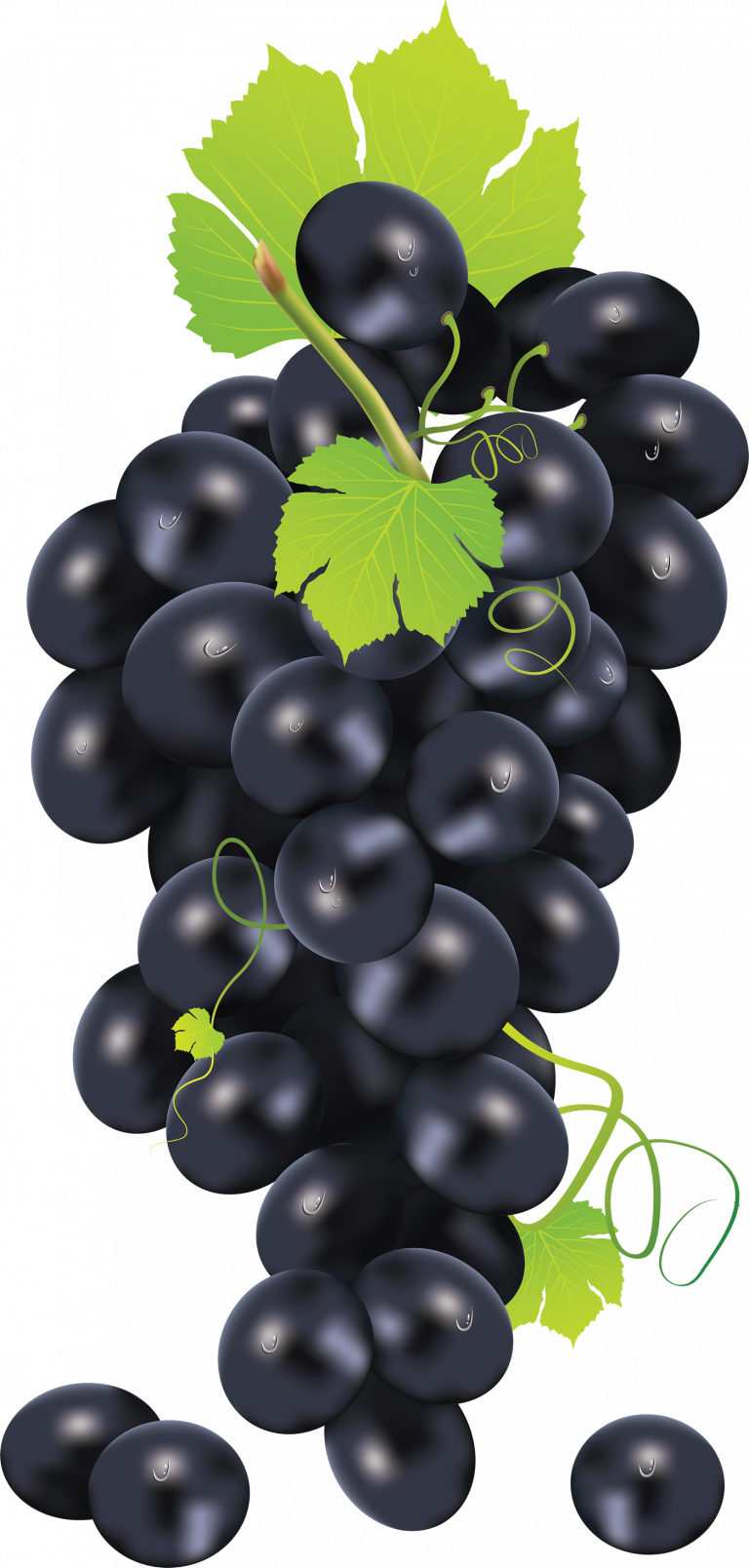 Black Grapes Clusterwith Leaves