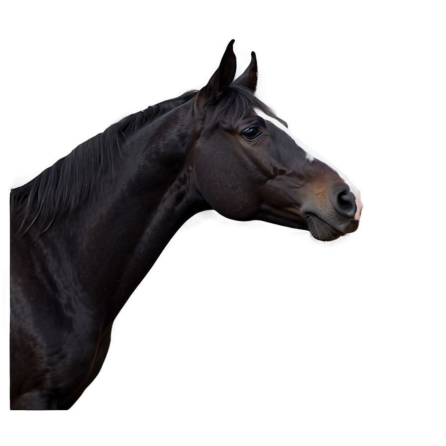 Black Horse In Sunset Light Png Low