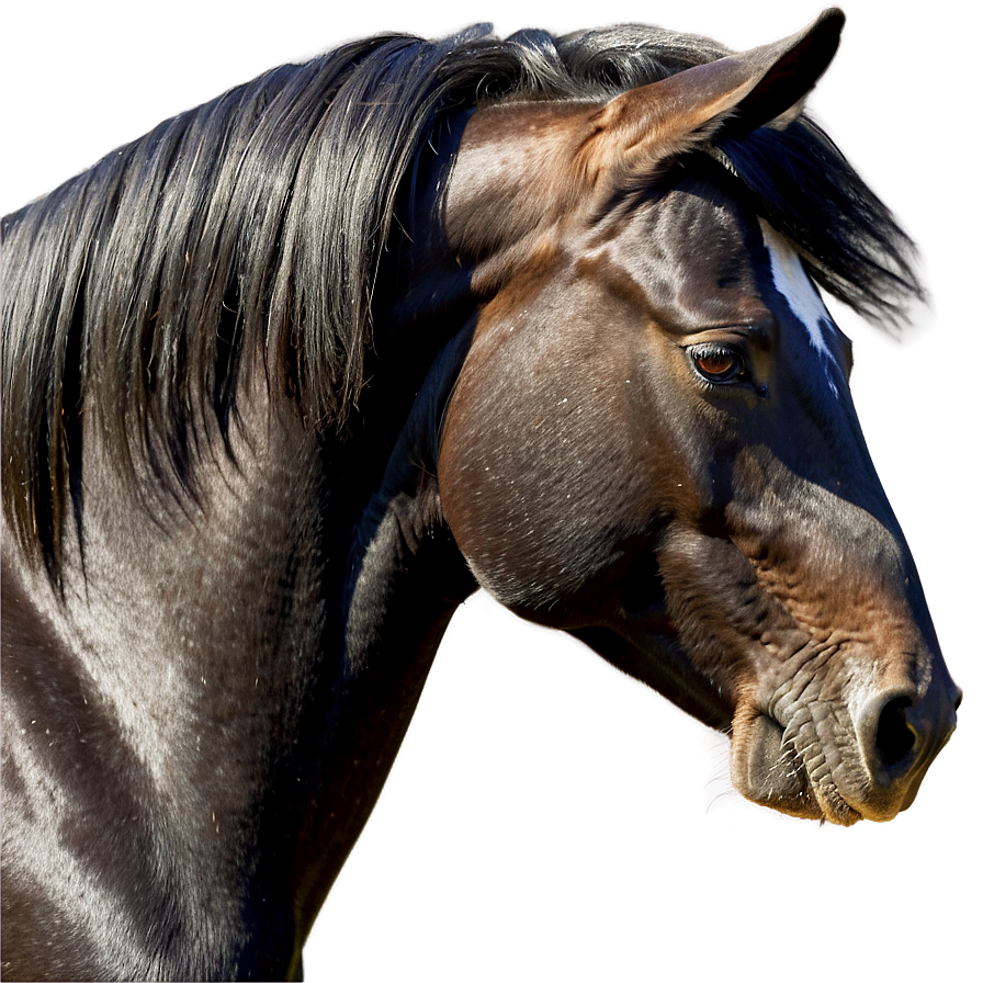 Black Horse Side Profile Png Lqy4