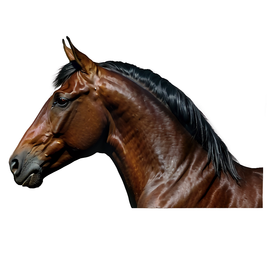 Black Horse Side Profile Png Mwv