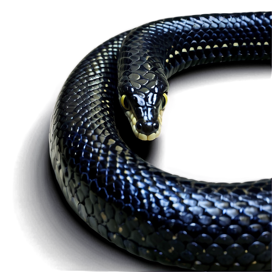 Black King Snake Png 25