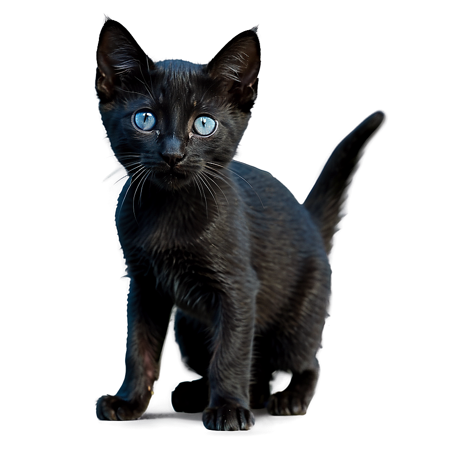 Black Kitten Png 88