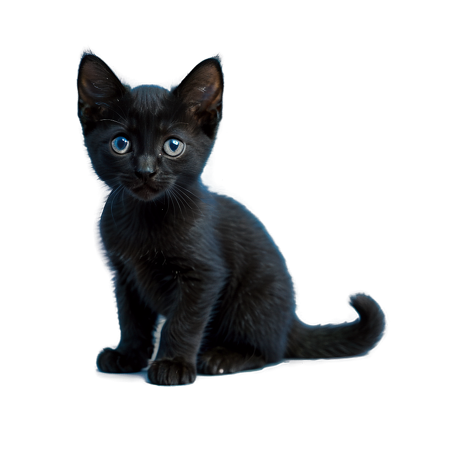 Black Kitten Png Ncs