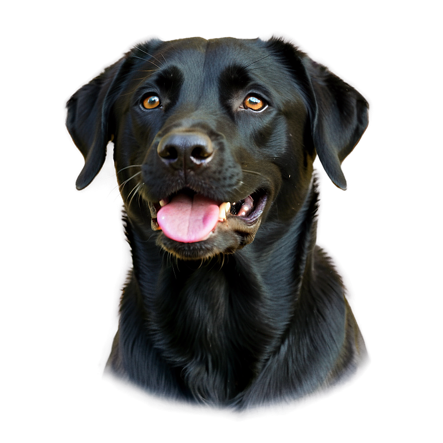 Black Labrador Png 06232024