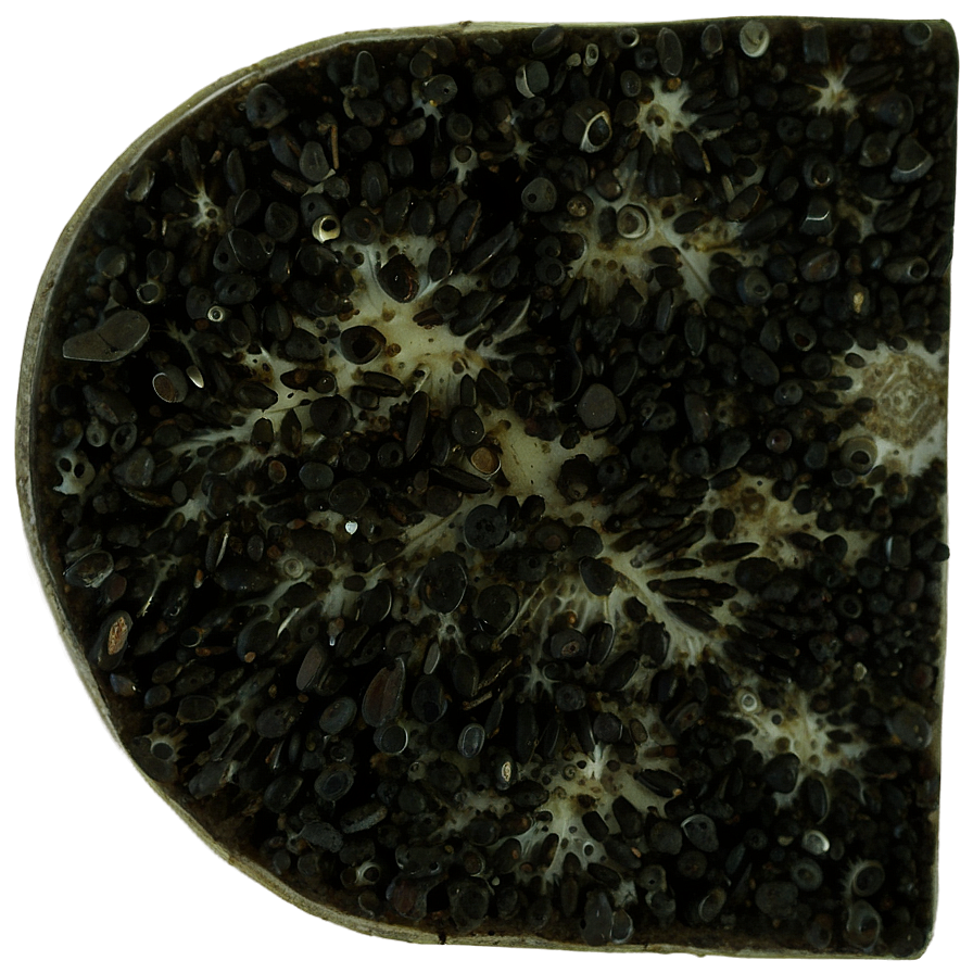 Black Mold Png 20