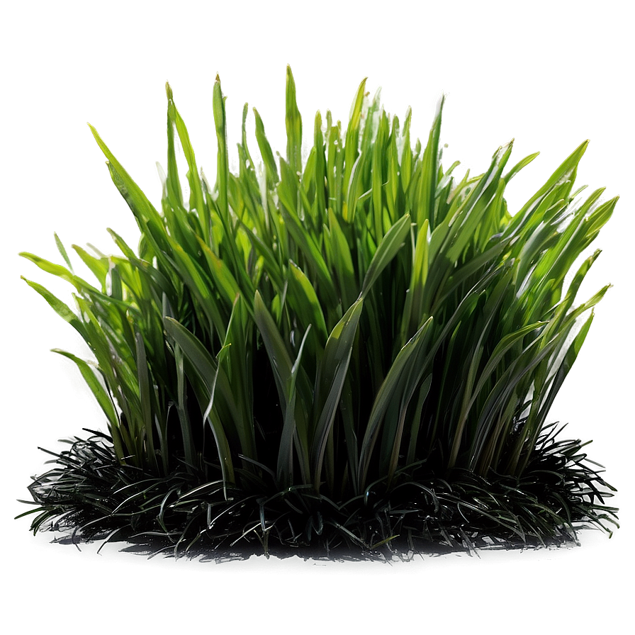 Black Mondo Grass Png 23