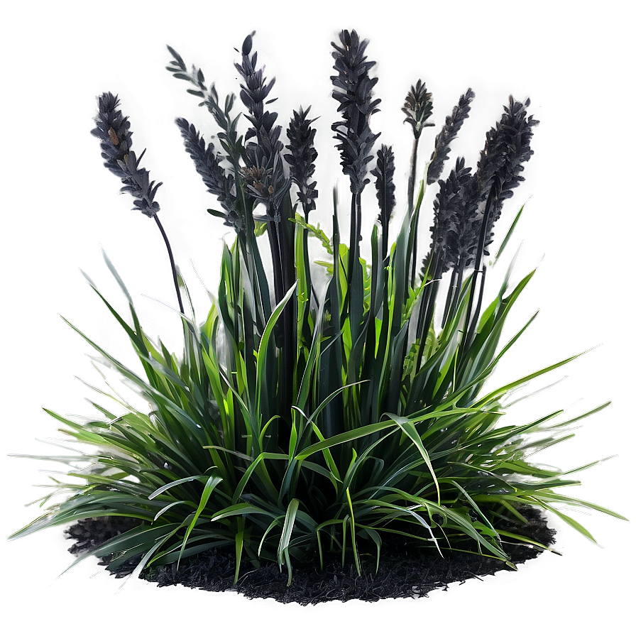 Black Mondo Grass Png Ags