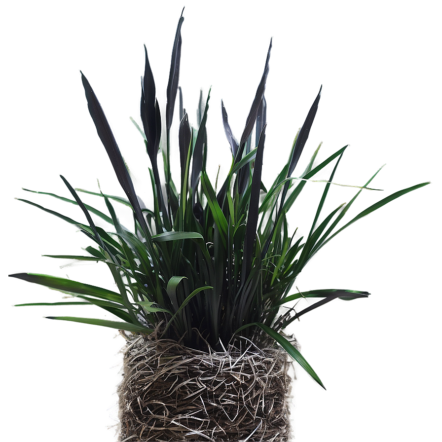 Black Mondo Grass Png Oba59