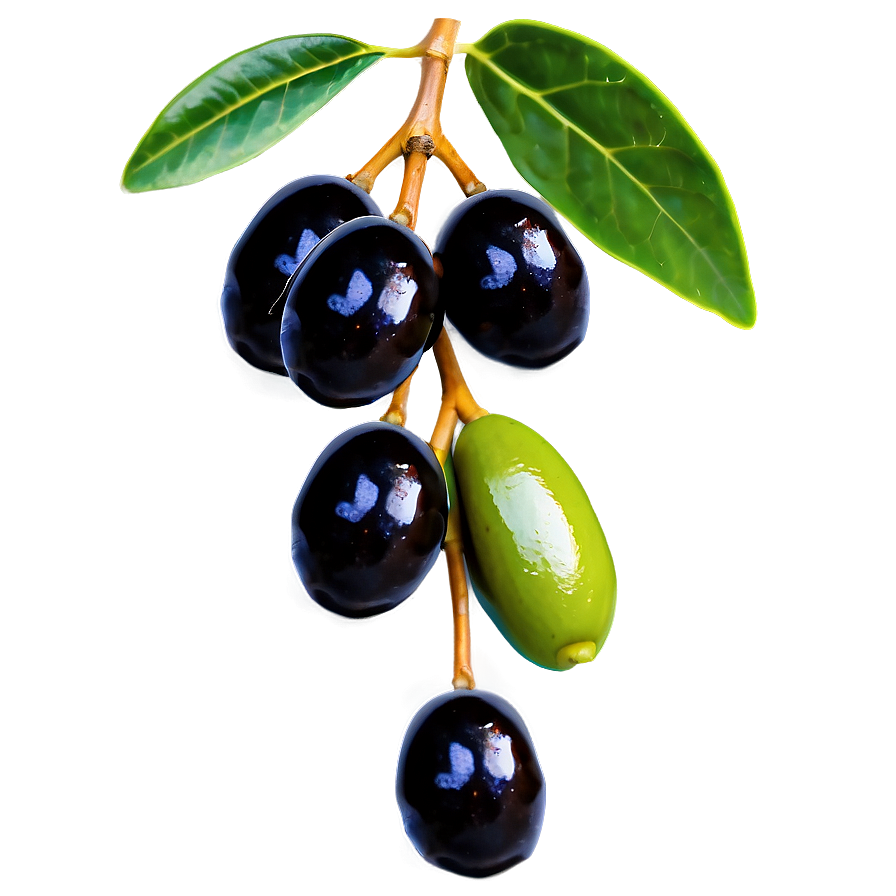 Black Olives On Branch Png Fnx99