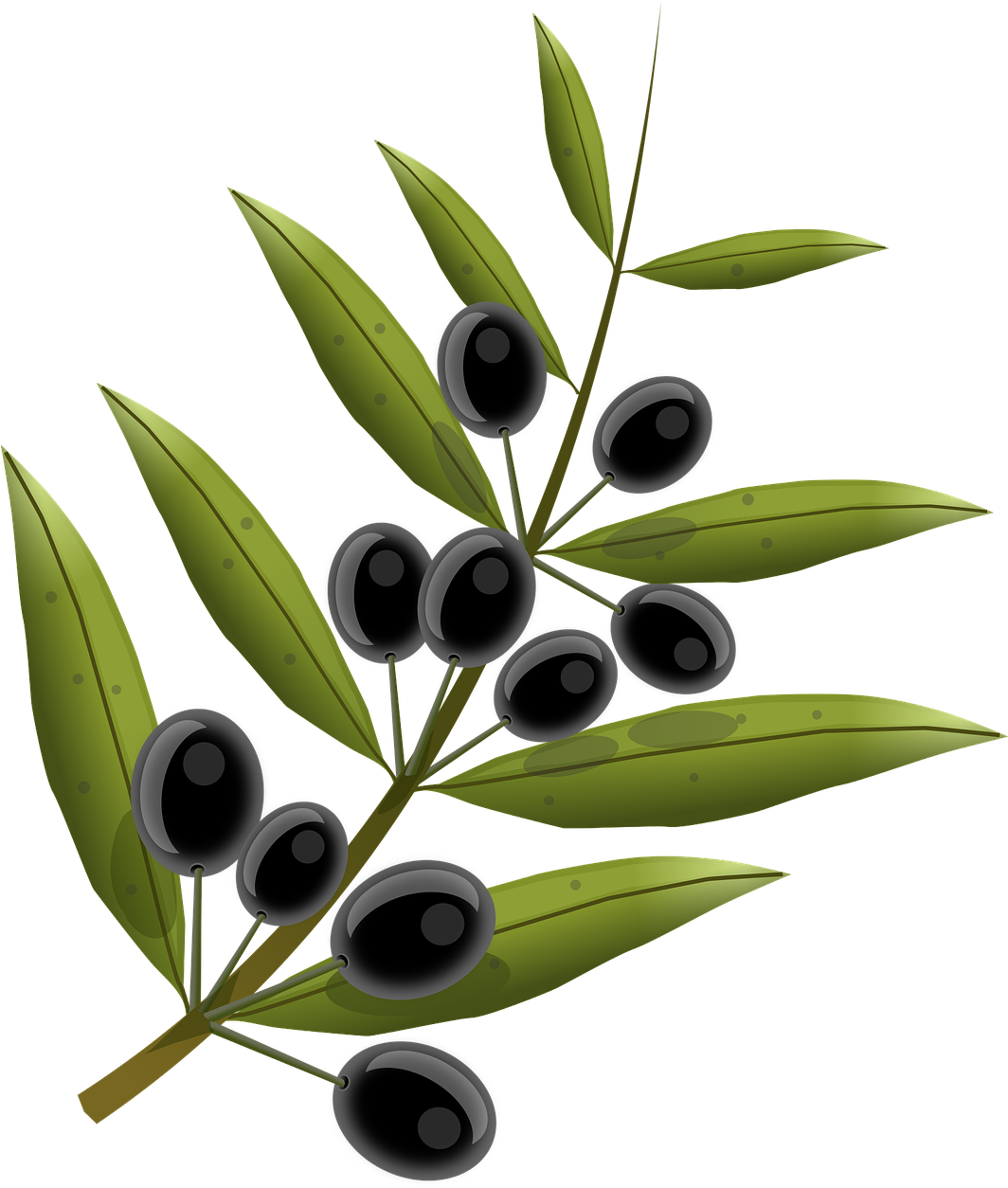 Black Oliveson Branch Illustration