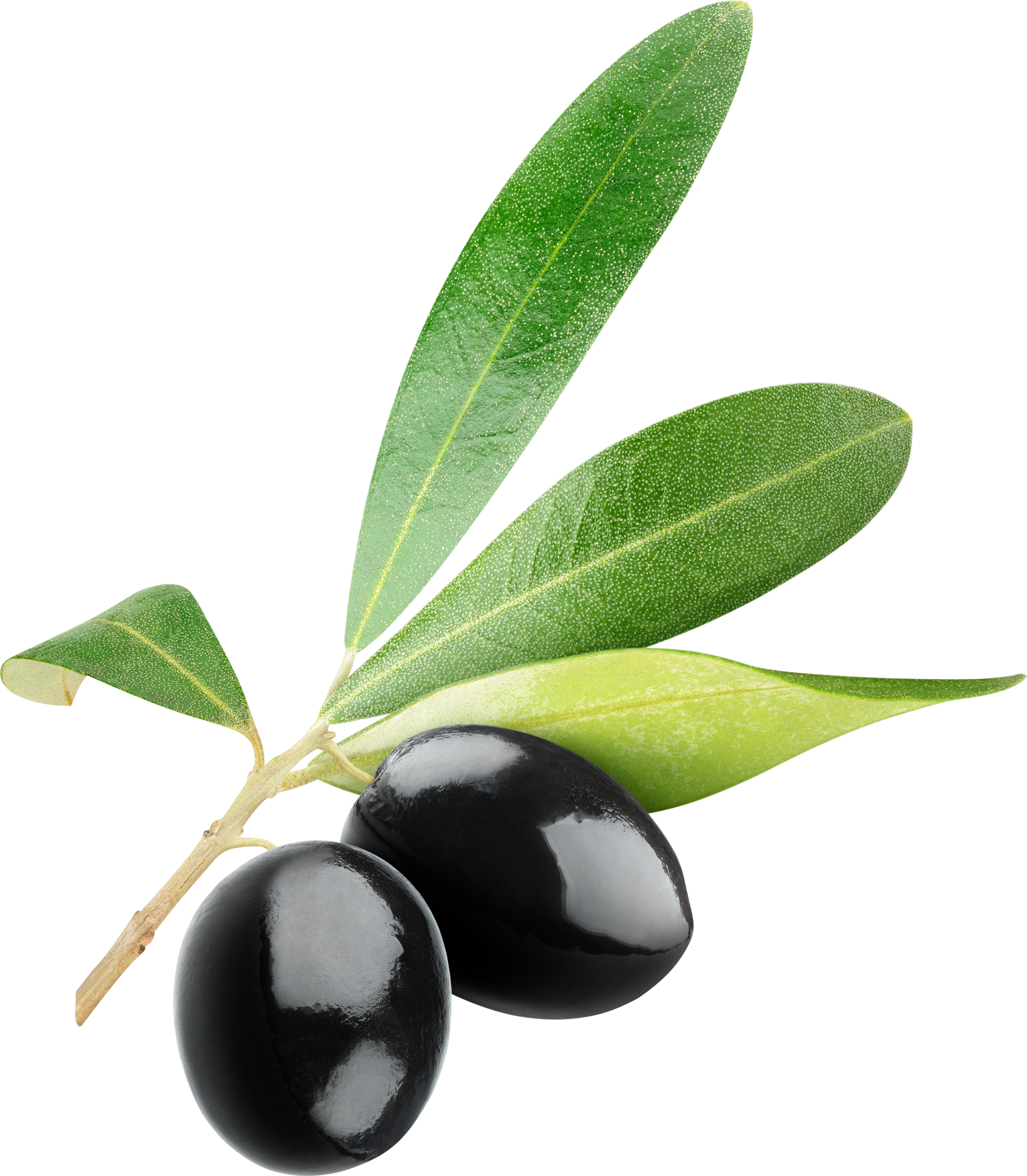 Black Oliveswith Leaves.png