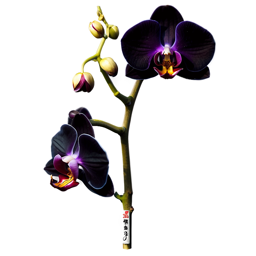 Black Orchid Png Ccf56