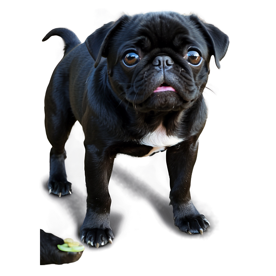 Black Pug Pet Png Hig73