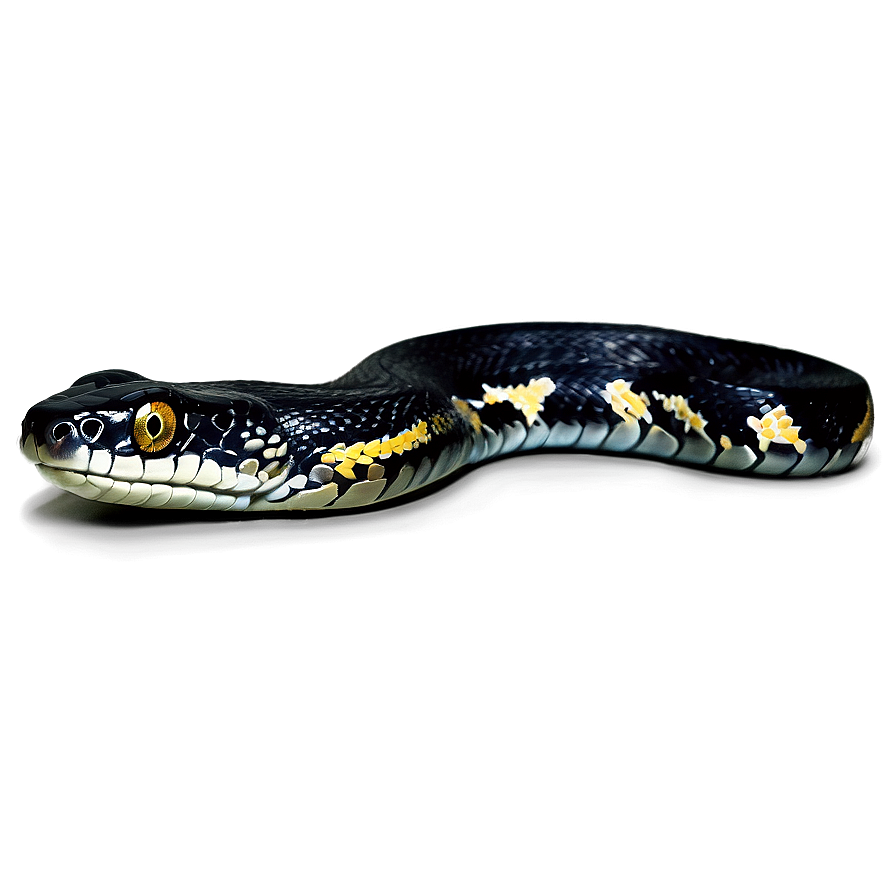 Black Python Illustration Png 06132024