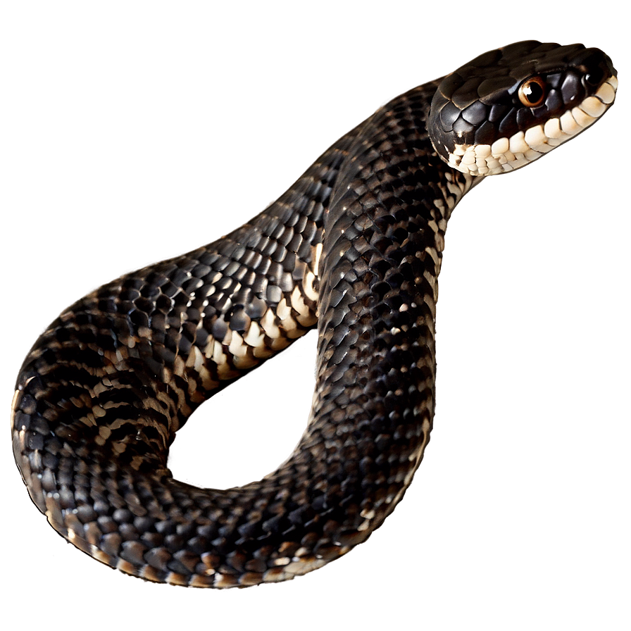 Black Rattlesnake Image Png Dyk