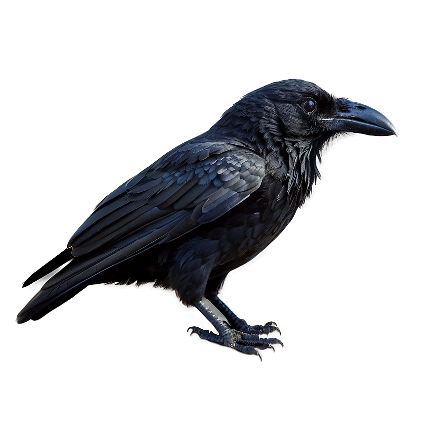 Black Raven Bird Png 30