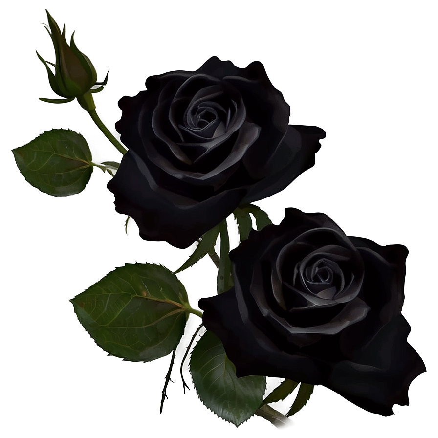 Black Roses Under Moonlight Png 06212024