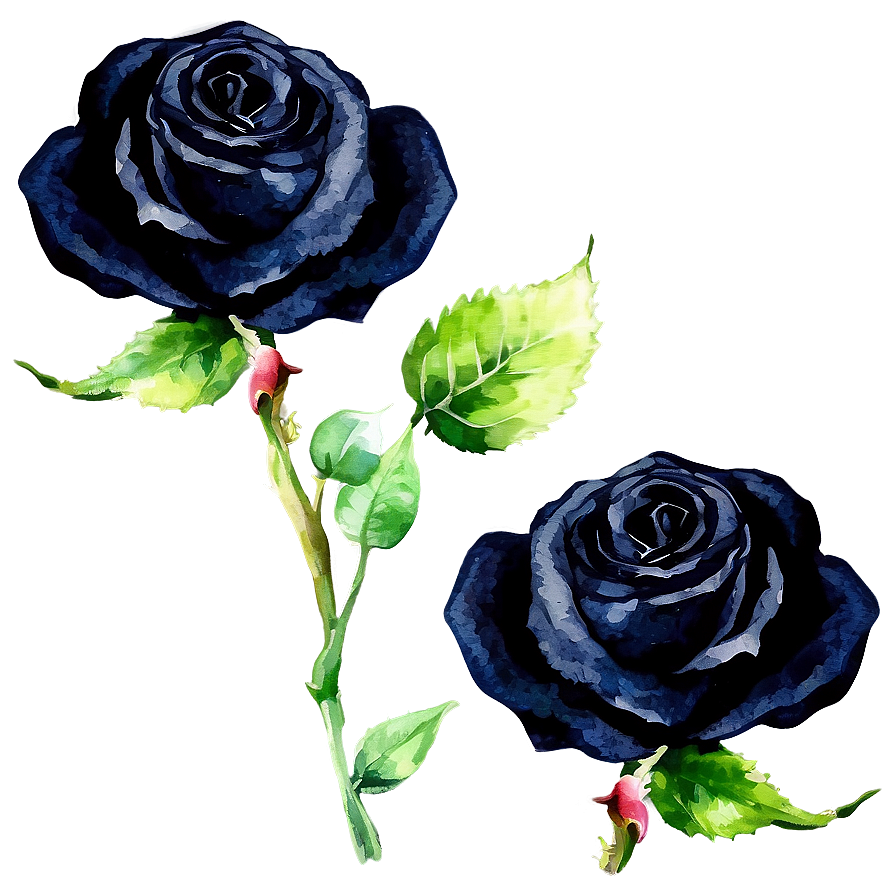 Black Roses Watercolor Png 06212024