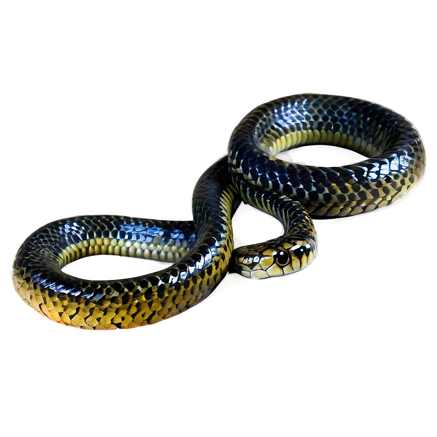 Black Sea Snake Png 06132024