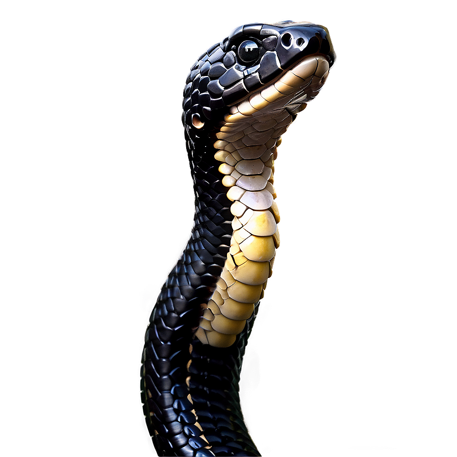 Black Snake Head Profile Png Svn57