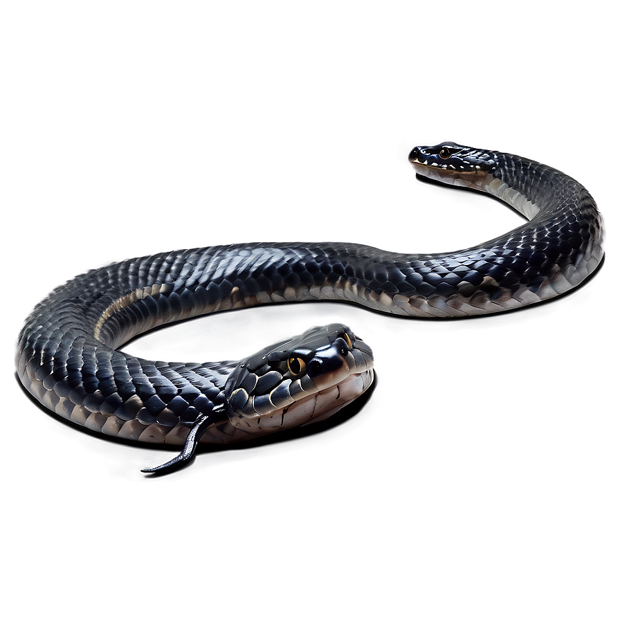 Black Snake In Attack Position Png Wek