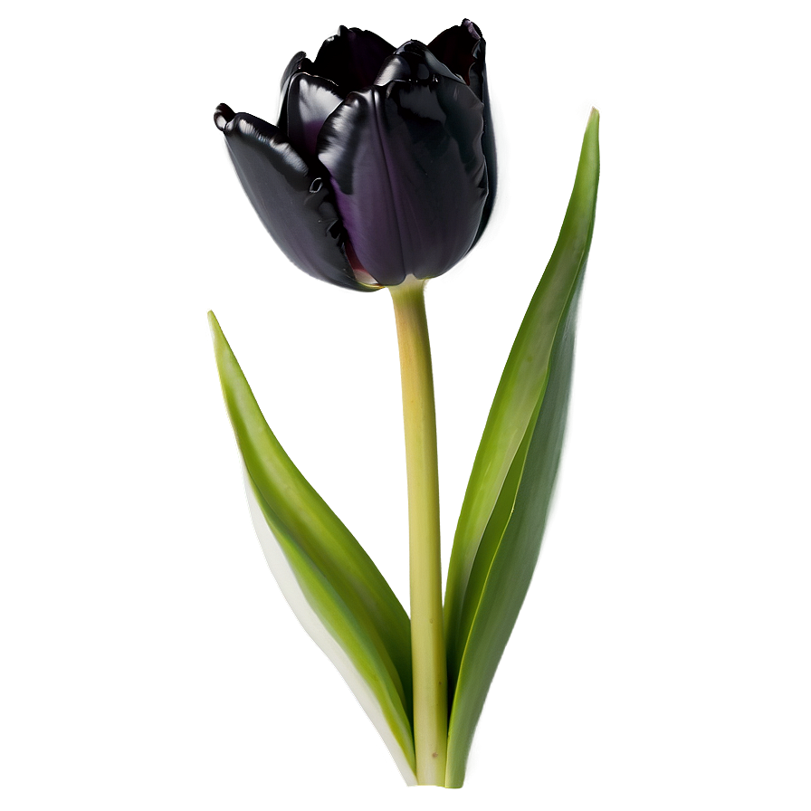 Black Tulip Png Ist61