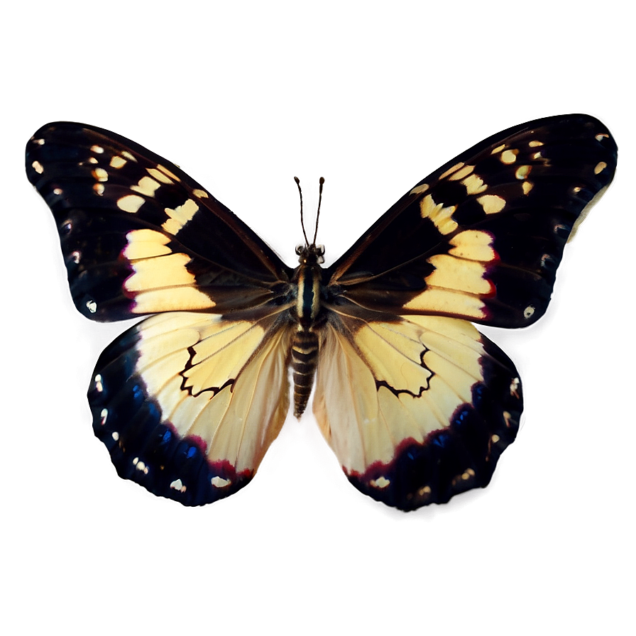 Black Velvet Butterfly Png Jll