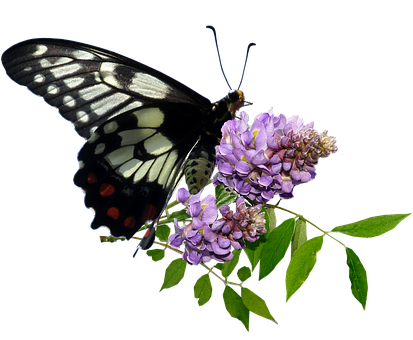 Black White Butterflyon Purple Flowers.jpg