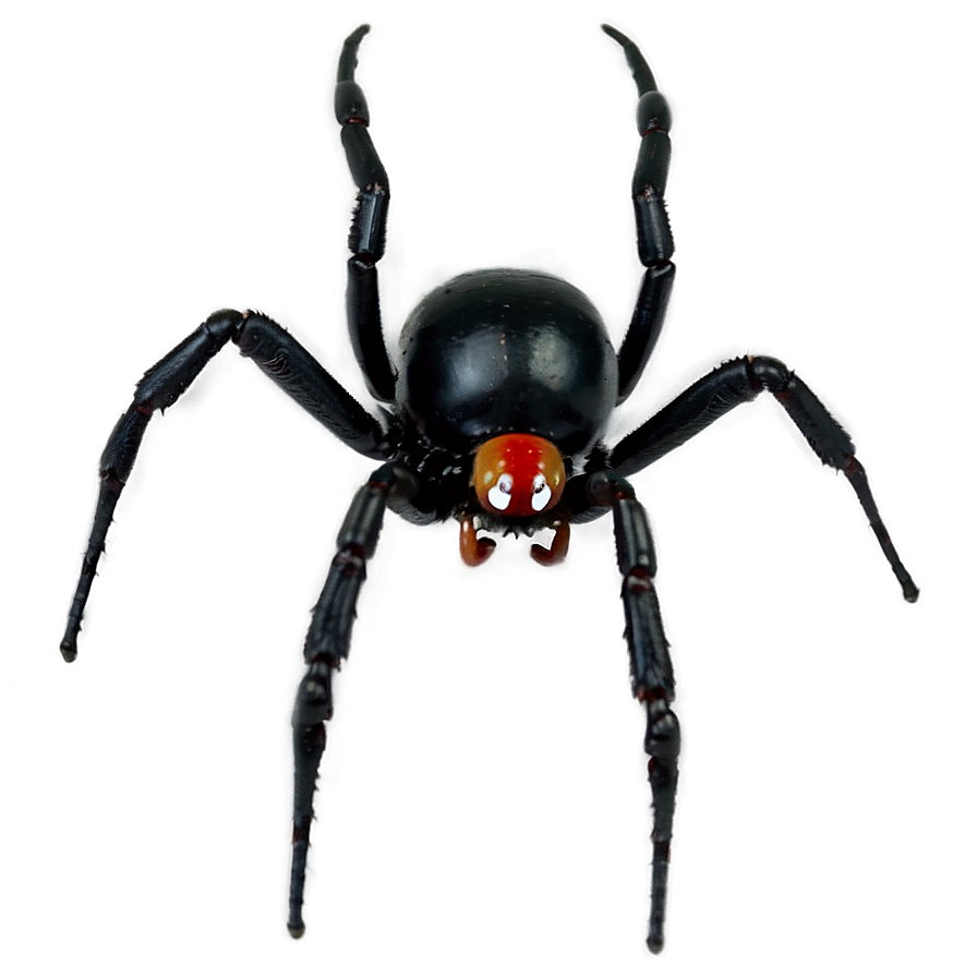 Black Widow Spider Png 06112024