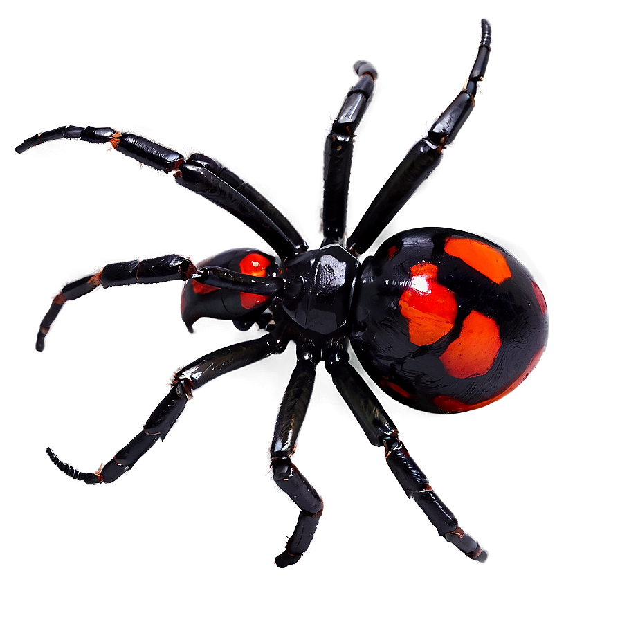 Black Widow Spider Png Mrj25