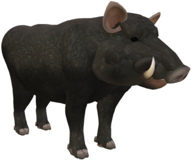 Black Wild Boar3 D Model