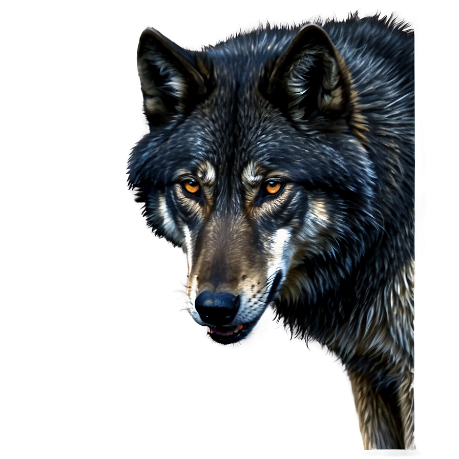 Black Wolf Portrait Png Ips