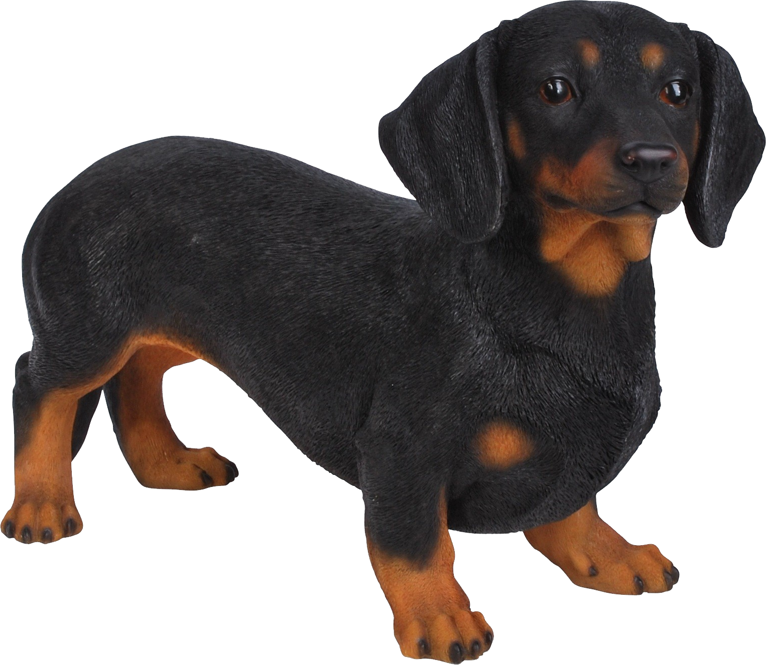 Blackand Tan Dachshund Standing