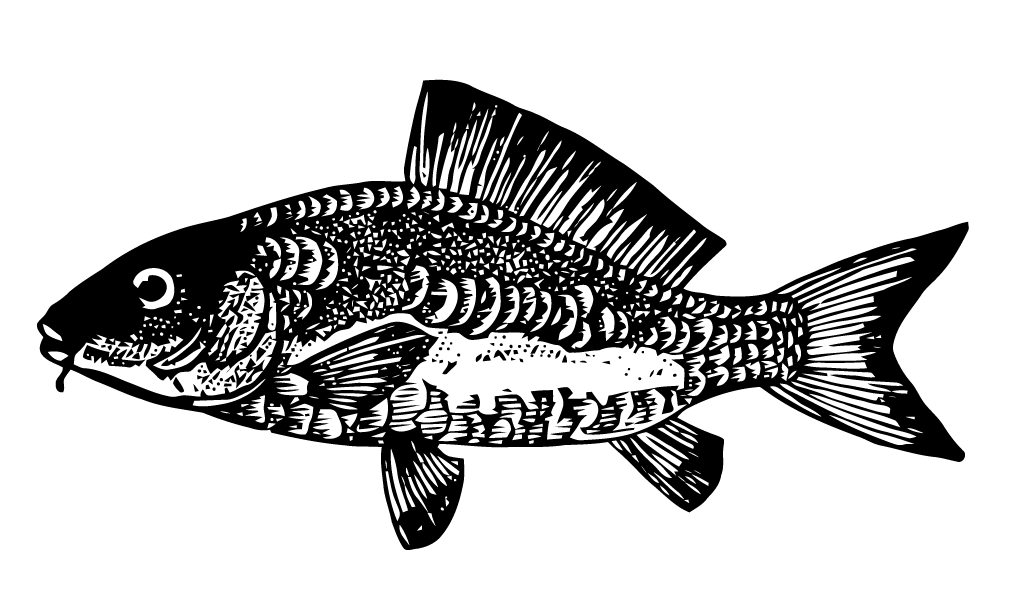 Blackand White Carp Illustration