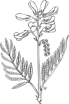 Blackand White Floral Illustration