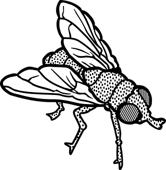 Blackand White Fly Illustration