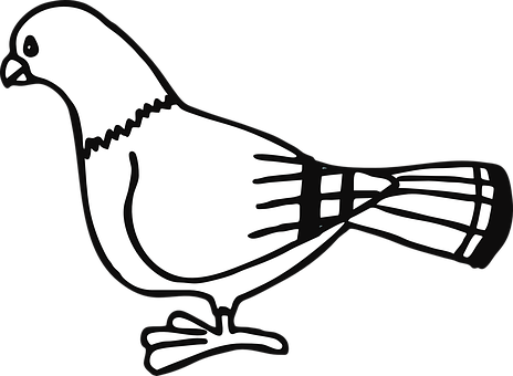 Blackand White Pigeon Illustration