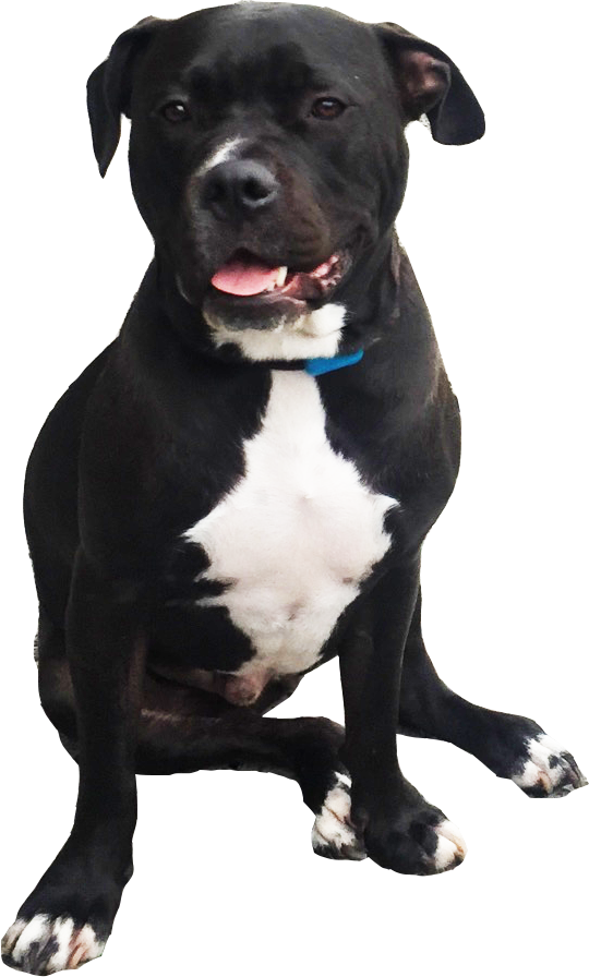 Blackand White Pitbull Dog Sitting