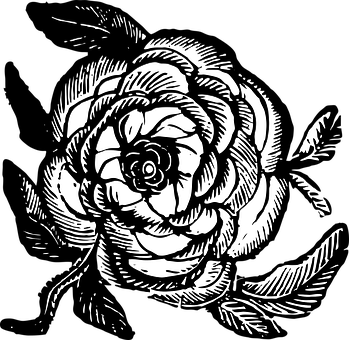 Blackand White Rose Illustration