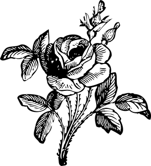 Blackand White Rose Illustration