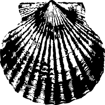 Blackand White Scallop Shell