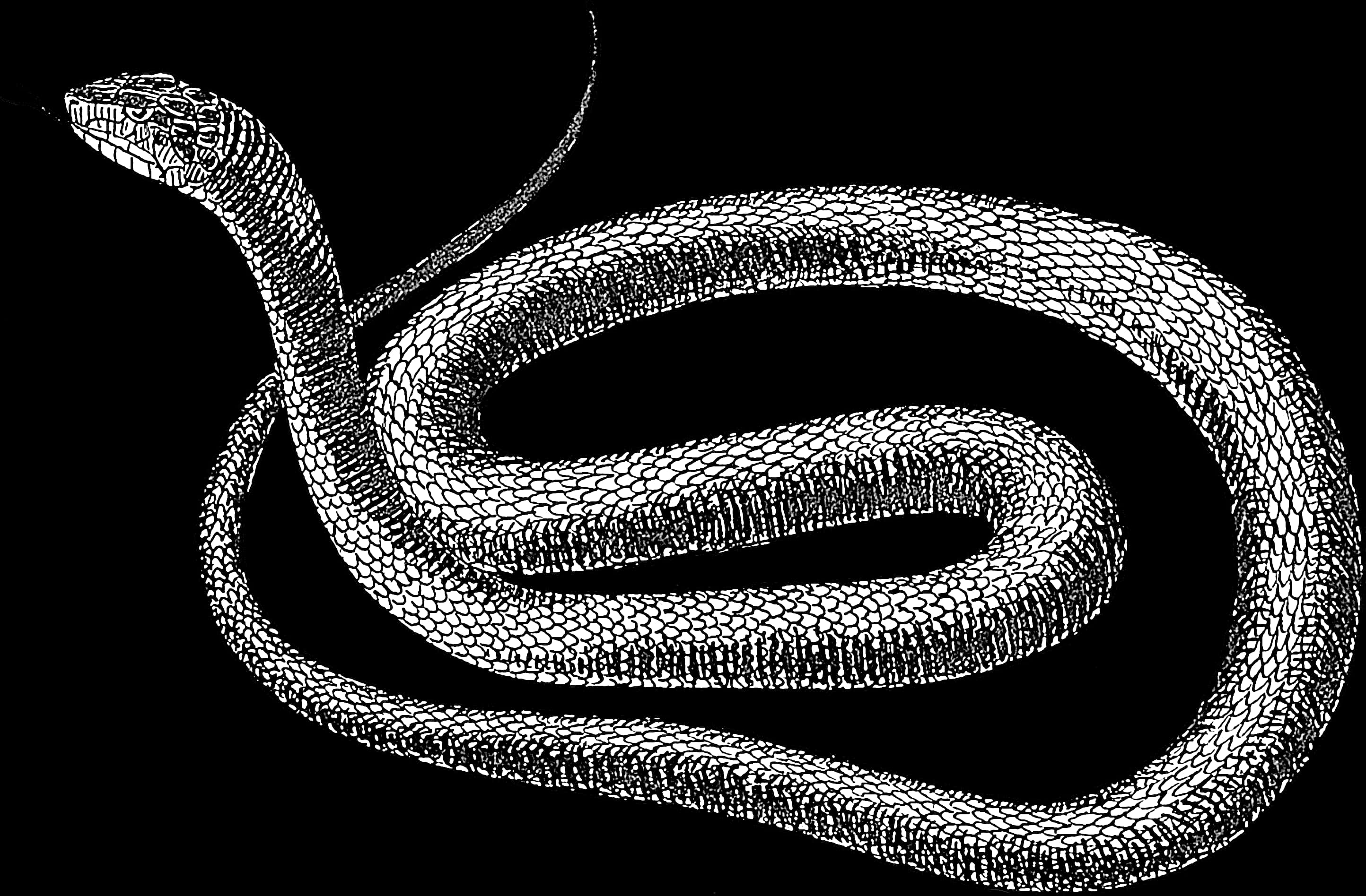 Blackand White Snake Illustration