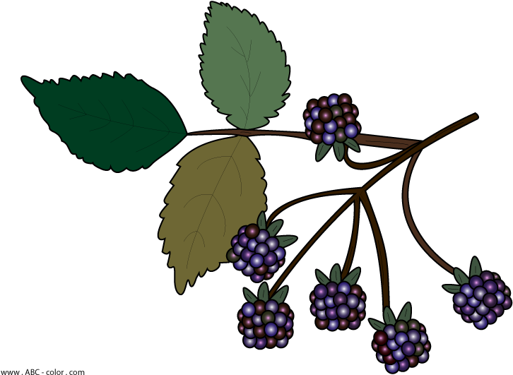 Blackberry Branch Illustration