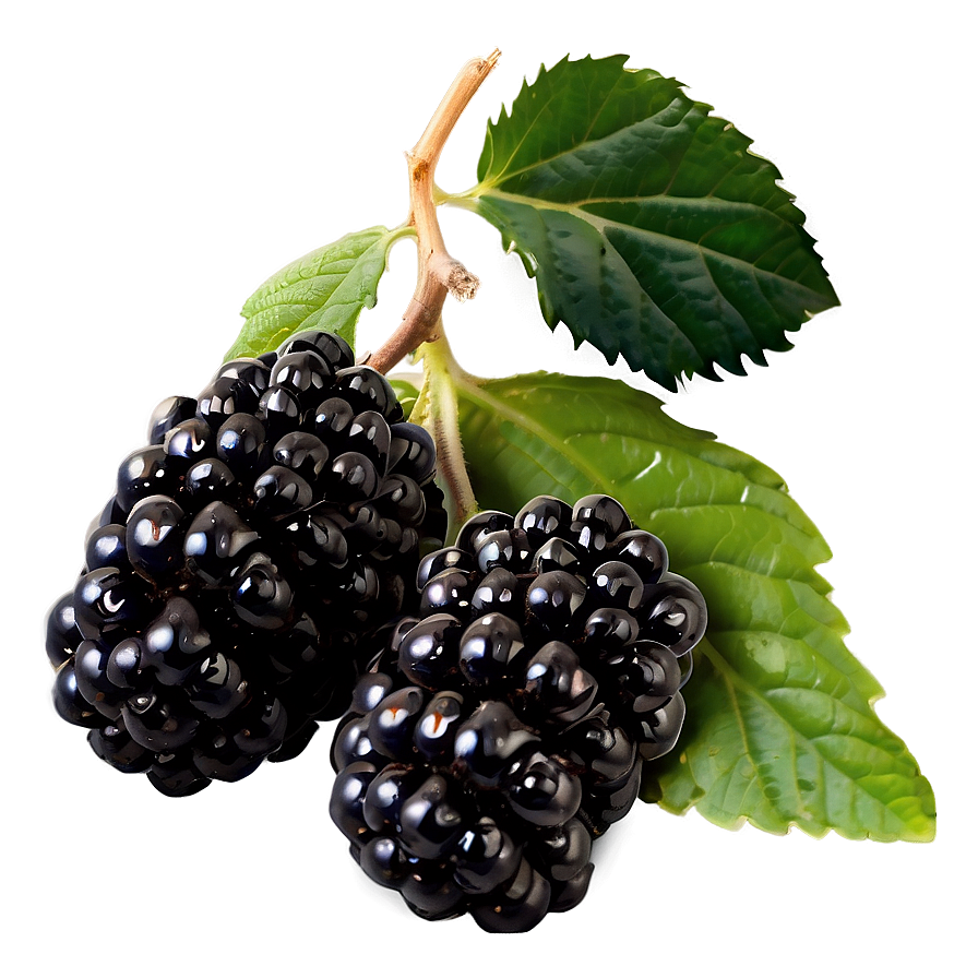 Blackberry Garden Png 23