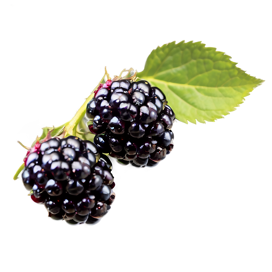 Blackberry Isolated Png Dvg10