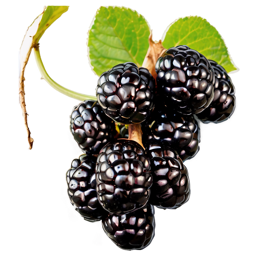 Blackberry On Vine Png 26